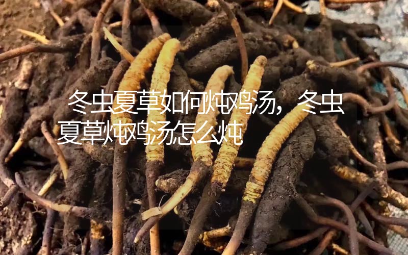 冬蟲夏草如何燉雞湯，冬蟲夏草燉雞湯怎么燉