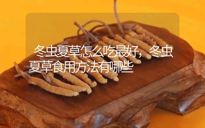 冬蟲夏草怎么吃最好，冬蟲夏草食用方法有哪些