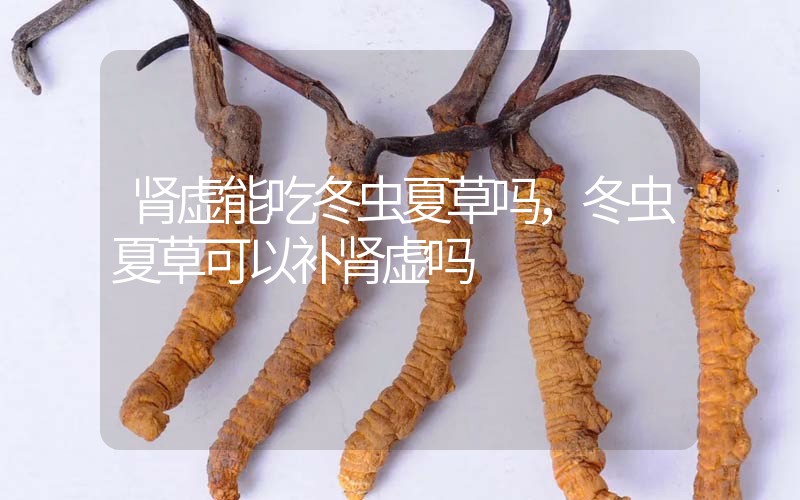 腎虛能吃冬蟲夏草嗎，冬蟲夏草可以補(bǔ)腎虛嗎？