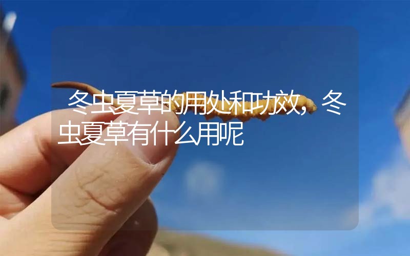 冬蟲(chóng)夏草的用處和用法，冬蟲(chóng)夏草有什么用呢