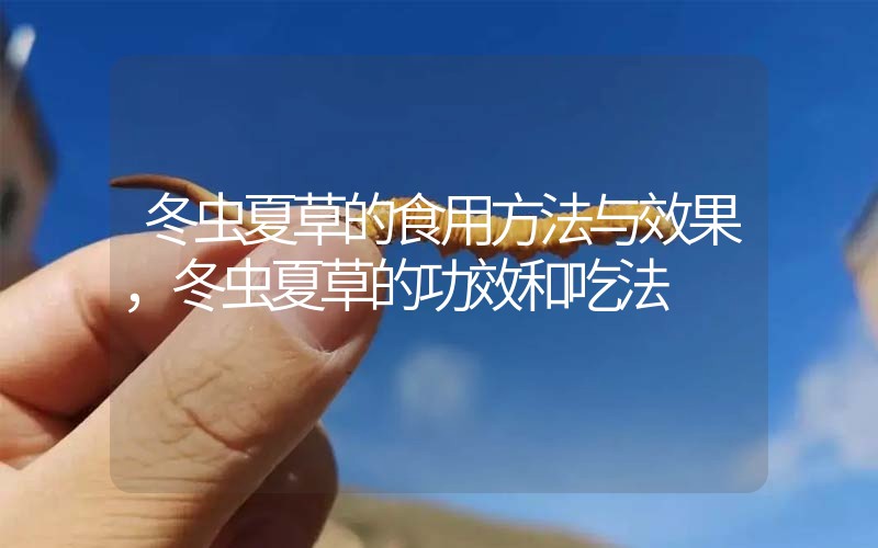 冬蟲夏草的食用方法與效果，冬蟲夏草的食用方法！