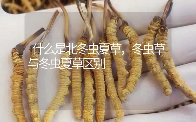 什么是北冬蟲夏草，北冬蟲草與冬蟲夏草區(qū)別