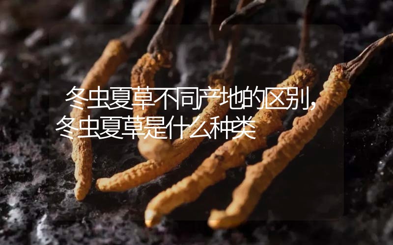 冬蟲(chóng)夏草不同產(chǎn)地的區(qū)別，冬蟲(chóng)夏草是什么種類