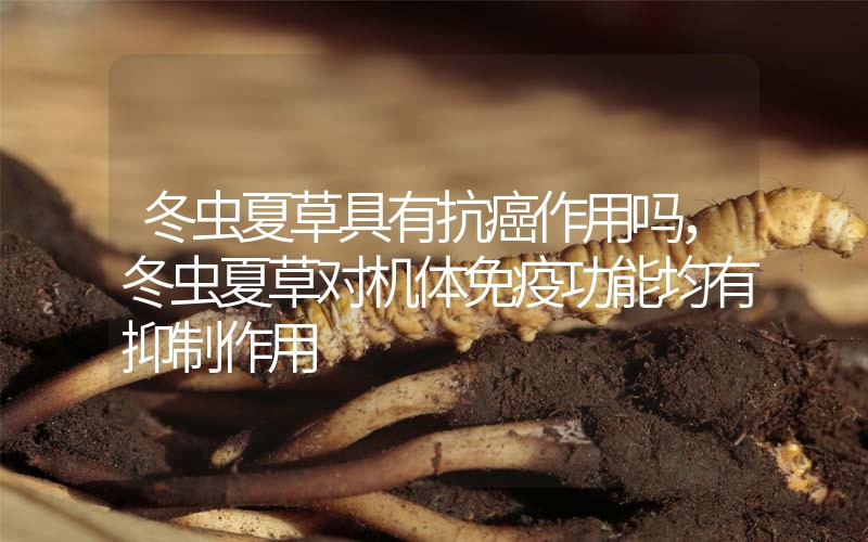 冬蟲夏草具有抗癌作用嗎，冬蟲夏草對機體免疫功能均有抑制作用