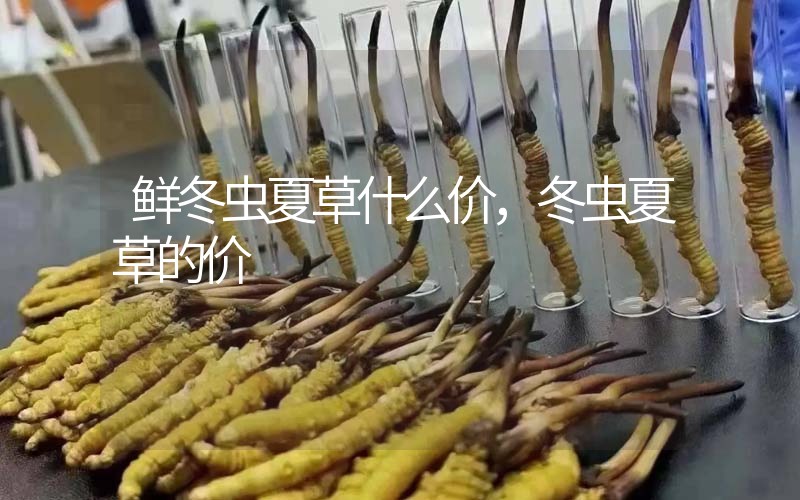 鮮冬蟲(chóng)夏草什么價(jià)，冬蟲(chóng)夏草的價(jià)格