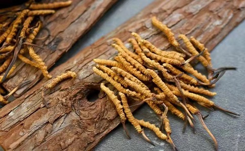冬蟲夏草多少錢一克，哪個(gè)地區(qū)的質(zhì)量比較可靠呢