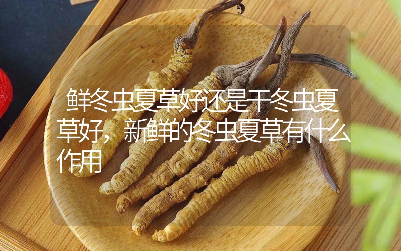 鮮冬蟲(chóng)夏草好還是干冬蟲(chóng)夏草好，新鮮的冬蟲(chóng)夏草有什么作用