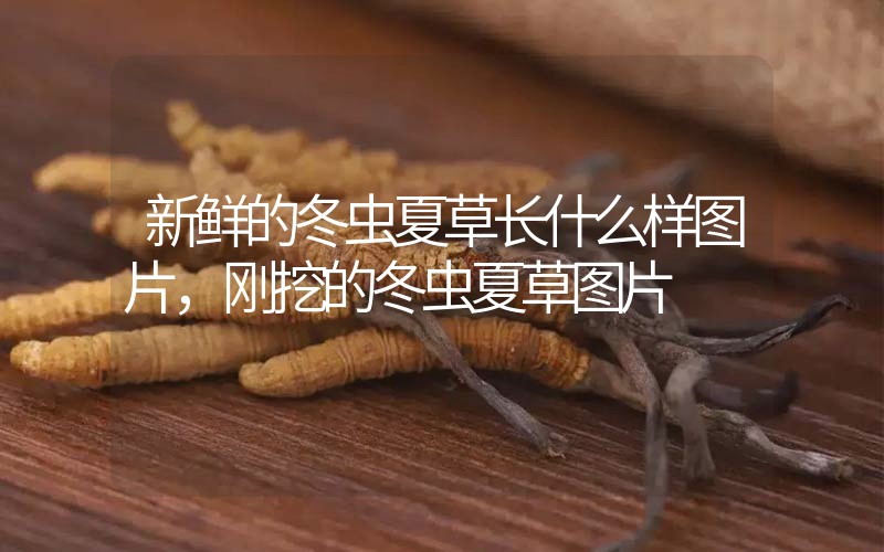 新鮮的冬蟲夏草長(zhǎng)什么樣圖片，剛挖的冬蟲夏草圖片