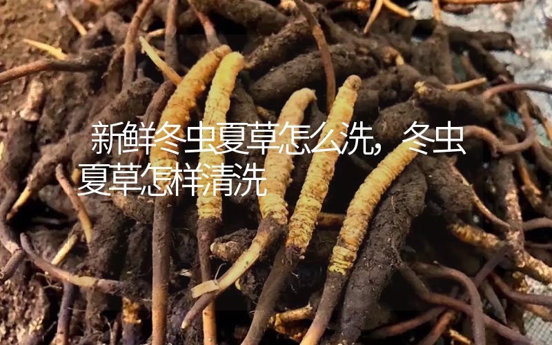 新鮮冬蟲夏草怎么洗，冬蟲夏草怎樣清洗