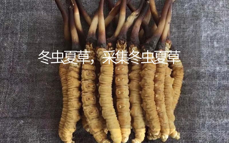 冬蟲夏草采挖時間，什么時候采集冬蟲夏草