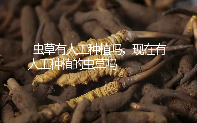 蟲草有人工種植嗎，現(xiàn)在有人工種植的蟲草嗎