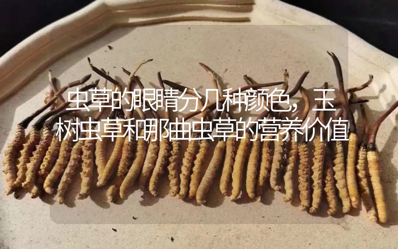 蟲草的眼睛分幾種顏色，玉樹蟲草和那曲蟲草的營養(yǎng)價值