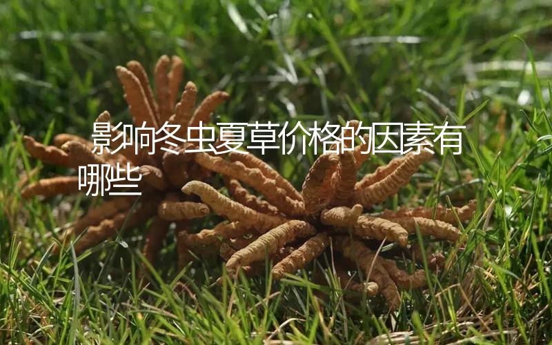 影響冬蟲夏草價格的因素有哪些？