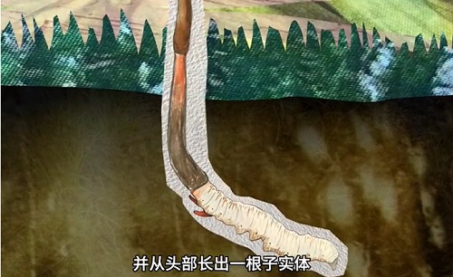 冬蟲夏草到底是蟲還是草？你猜到了嗎？