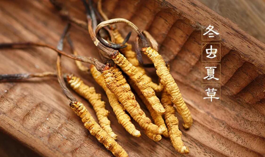 冬蟲(chóng)夏草有什么藥用價(jià)值？冬蟲(chóng)夏草作用與效果