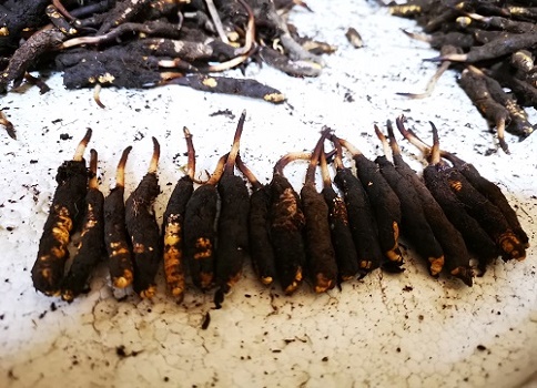冬蟲夏草的作用是什么，有哪些比較好的吃法呢