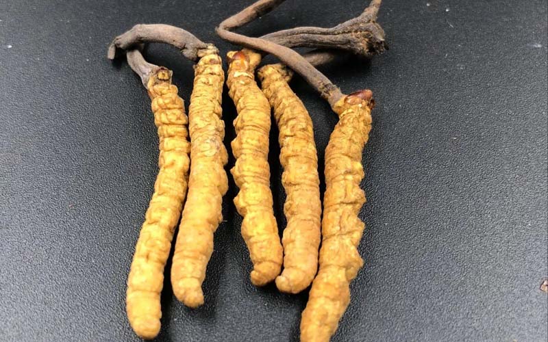 女人服用冬蟲(chóng)夏草有什么作用？冬蟲(chóng)夏草對(duì)女性的作用  ? ?