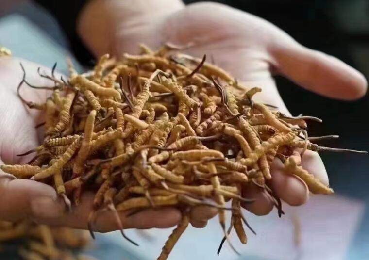 新鮮冬蟲夏草怎么洗最好？新鮮冬蟲夏草怎么清洗？