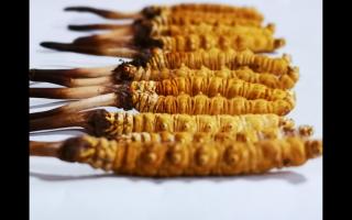 如何選購(gòu)貨真價(jià)實(shí)的冬蟲(chóng)夏草？