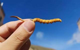 體驗(yàn)純凈的自然風(fēng)味，選擇冬蟲夏草