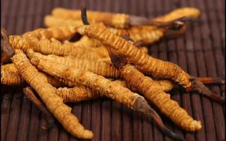 新鮮的冬蟲夏草怎么保存不會變質(zhì)？