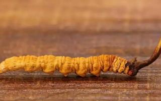 網(wǎng)上的冬蟲夏草能不能購買-會(huì)不會(huì)買到假貨？