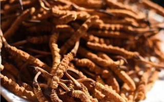 了解冬蟲夏草：起源、生長(zhǎng)環(huán)境與特點(diǎn)！