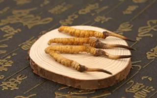新鮮的冬蟲夏草可以存放多長時(shí)間？