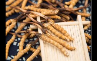新鮮冬蟲夏草的吃法搭配？哪幾種比較好？