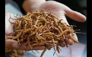 新鮮冬蟲夏草怎么保存，謹(jǐn)記五要素！