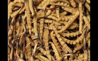 冬蟲夏草在冷凍的環(huán)境下保質期有幾年？