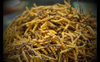 新鮮的冬蟲(chóng)夏草和陳草有何區(qū)別？