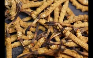 冬蟲夏草的產(chǎn)量為何一年不如一年呢？