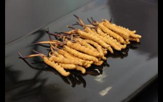 短尾巴的頭期草才是好冬蟲夏草？