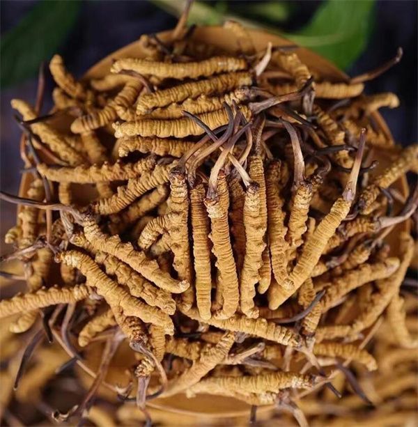 冬蟲夏草和西瓜子可以一起食用。冬蟲夏草被認(rèn)為具有滋陰補腎、益氣養(yǎng)血的作用，而西瓜子富含蛋白質(zhì)、脂肪、維生素B、鎂等營養(yǎng)物質(zhì)，有助于促進消化、補充能量等。