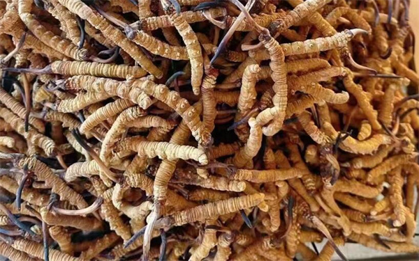 冬蟲夏草可以和番石榴一起吃嗎？