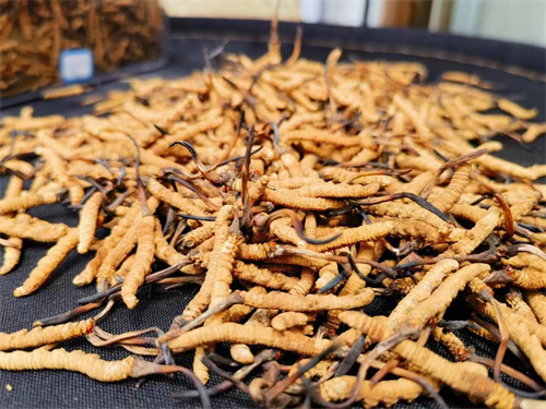 哪些人不能吃冬蟲夏草？這5類人慎食冬蟲夏草