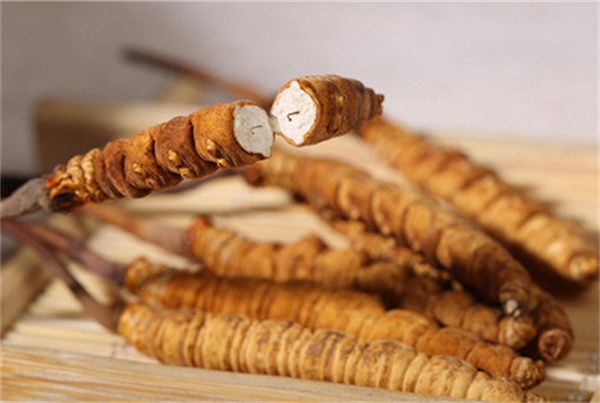 冬蟲(chóng)夏草怎么食用？冬蟲(chóng)夏草的食用指南