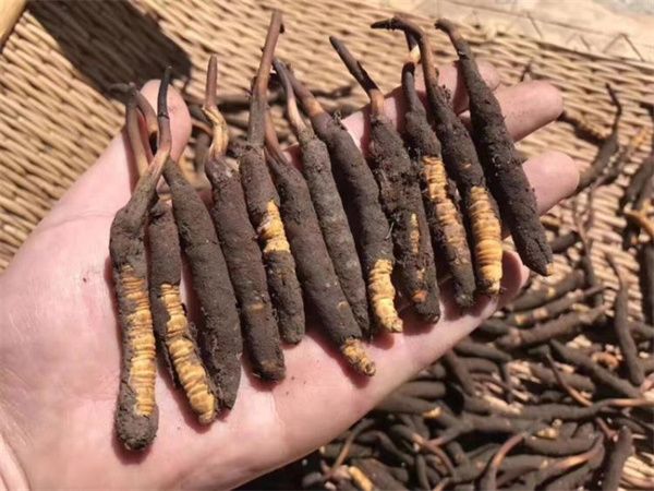 新鮮的冬蟲夏草怎么保存方法？讓珍貴之草保持活力