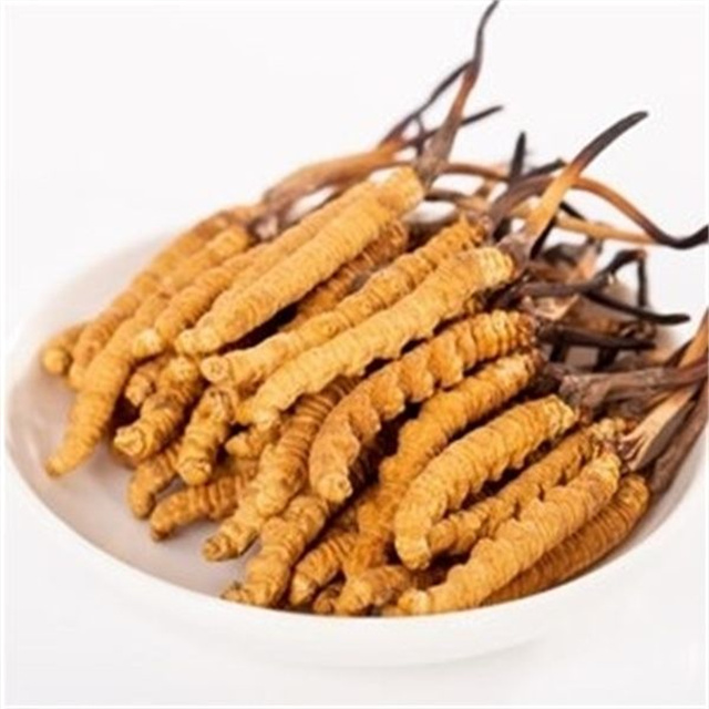真的冬蟲夏草什么價(jià)格？冬蟲夏草價(jià)格的波動(dòng)與市場(chǎng)影響因素