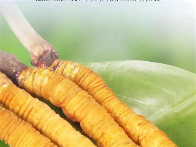 冬蟲夏草怎么吃可以防癌？冬蟲夏草的3種防癌食用方法
