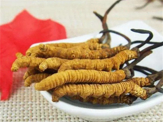 冬蟲(chóng)夏草怎么食用？冬蟲(chóng)夏草的4種食用方法