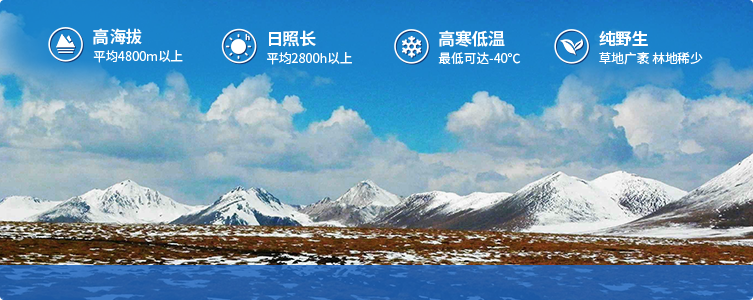 為什么說(shuō)西藏那曲的冬蟲(chóng)夏草，是品質(zhì)最好的蟲(chóng)草！