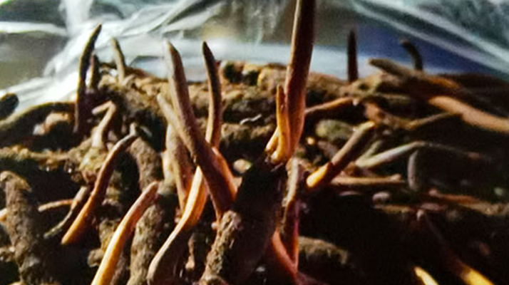 吃鮮的冬蟲夏草會(huì)上火嗎？一文說清