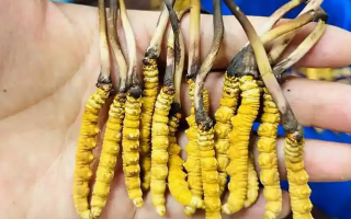 冬蟲夏草鮮草保質期：自然與時光的博弈