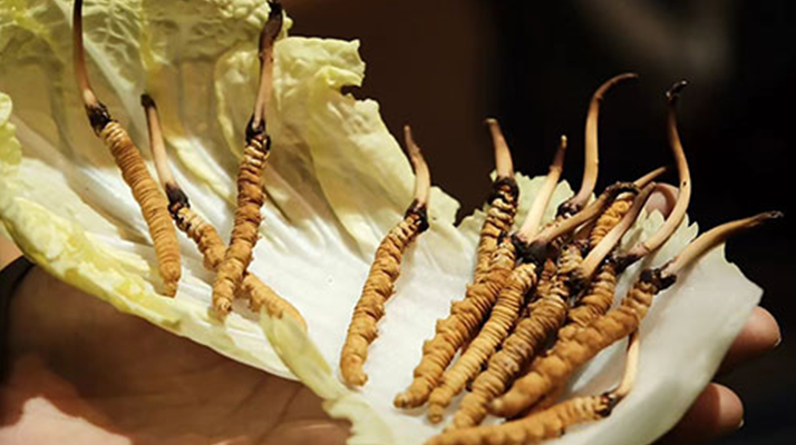冬蟲夏草：干草與鮮草的終極對比，哪種更適合你？
