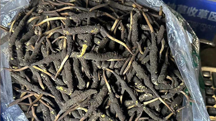 冬蟲夏草可以吃鮮的嗎？一文為你揭秘