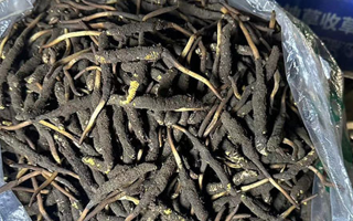 冬蟲夏草可以吃鮮的嗎？一文為你揭秘