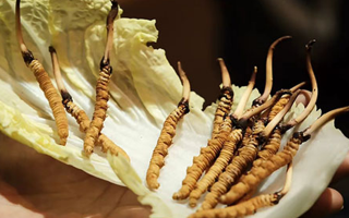 冬蟲夏草：鮮草與干草誰(shuí)更勝一籌？