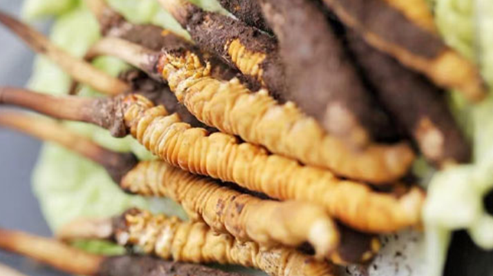 冬蟲夏草鮮草可以生吃嗎？一文解讀食用真相
